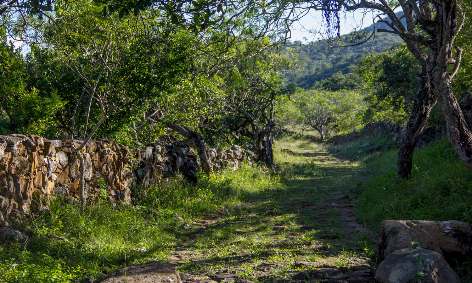 camino